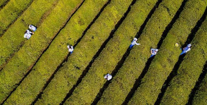 “小茶农”采摘明前茶感受茶文化魅力