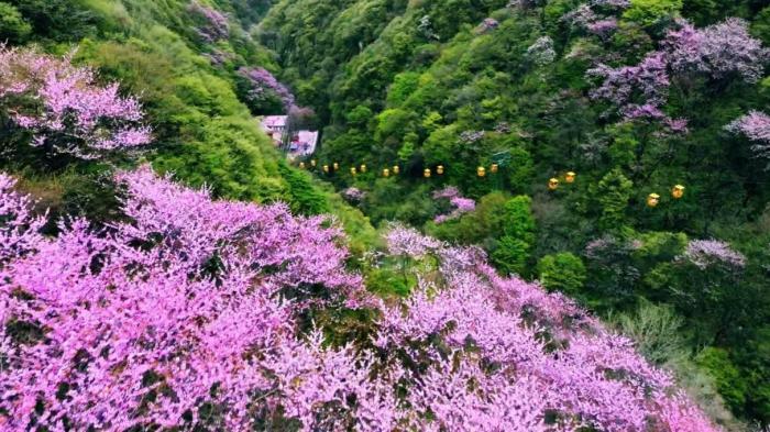 秦岭腹地漫山紫荆与“彩虹飞瀑”同框